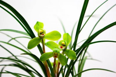 养墨兰有什么讲究吗 家里室内的墨兰最怕什么养殖事项