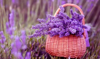 卧室内适合养哪些盆景 卧室内适合养什么盆景