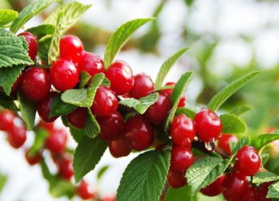 家樱桃成熟时间 家樱桃什么时候成熟