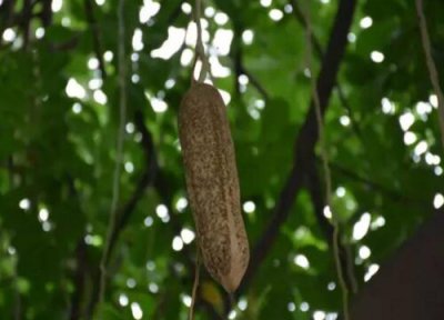 吊瓜花吃法 吊瓜花能吃吗