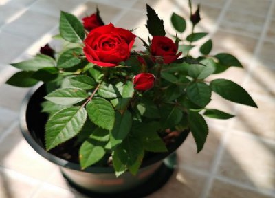 盆栽玫瑰什么时候修剪 盆栽玫瑰怎么修剪方法