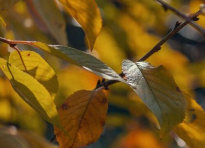 干树叶做肥料 干树叶可以做肥料吗