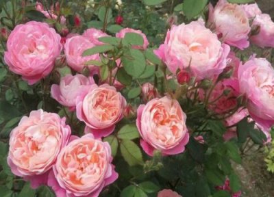 梦光环月季是藤本还是灌木 梦光环月季属于藤本还是灌木