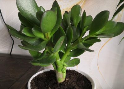 玉树换盆方法要点 玉树换盆注意事项