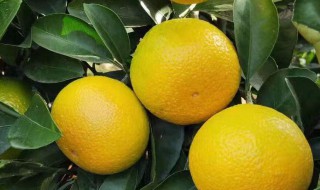 怎么挑甜桔柚 如何挑选甜的桔柚呢