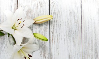 在家里种植百合花可以吗 家里可以养殖百合花吗