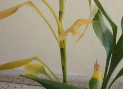 怎么拯救富贵竹变黄的问题 富贵竹全部黄了有没有补救办法