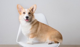 小狗吃排骨的好处与坏处 小狗吃排骨有哪些好处与坏处