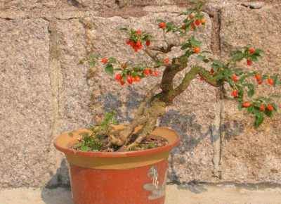 盆栽枸杞的养殖方法 盆栽枸杞的养殖方法和注意事项