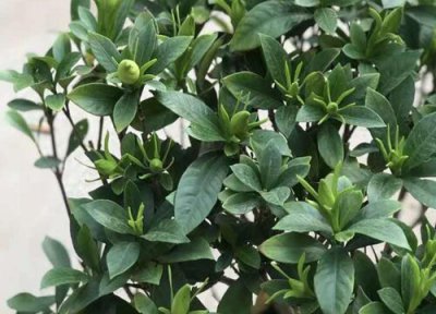 盆栽栀子花不长花苞怎么回事 栀子花长花苞开花上什么肥