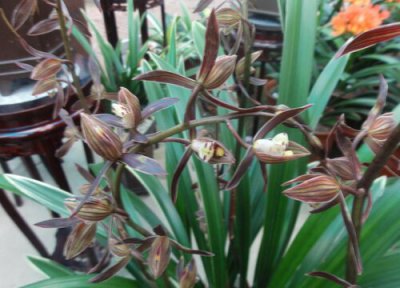 养兰花施什么肥 特别适合新手和懒人的兰花追肥方法