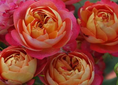 浪漫宝贝是藤本还是灌木 浪漫宝贝属于藤本还是灌木