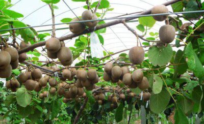 猕猴桃谢花后怎么管理 猕猴桃开完花后修剪施肥流程