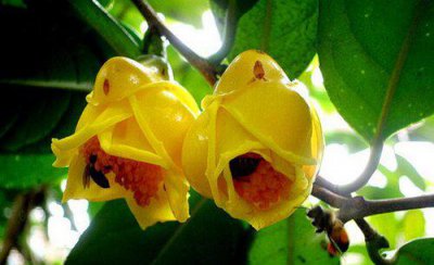 中国十大最稀有的花 我国最罕见最名贵又漂亮的花卉