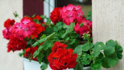 天竺葵适合养在家里吗 盆栽天竺葵养殖方法和注意事项