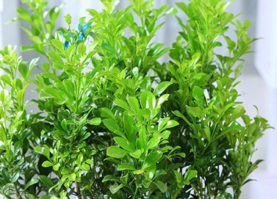 米兰花品种 米兰花多少钱一盆