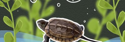 养草龟放多少水最好 家养草龟用多深的水比较合适