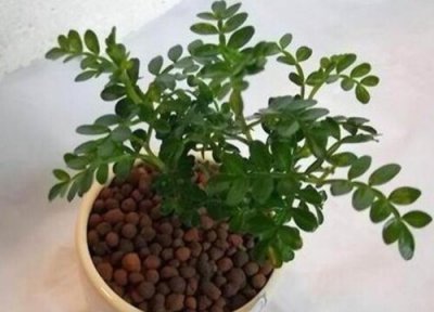 清香木耐寒多少度 清香木越冬最低能耐零下几度