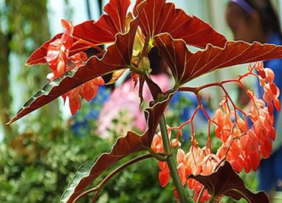 葡萄莲花为什么不开花 只长叶不开花的原因