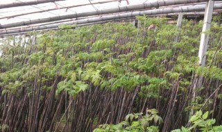 茴香苗人工种植方法 茴香苗怎么种