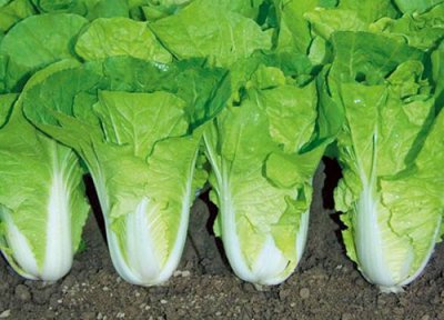 沙土适合种什么蔬菜 沙质土适合种什么蔬菜