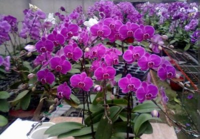 蝴蝶兰好养吗 新手做好4个关键养护蝴蝶兰每年开花