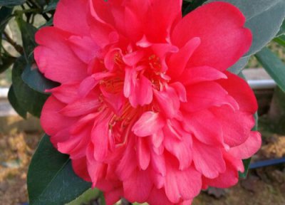 可以泡茶的黄色的花 如何为茶花自制饮料避免黄叶