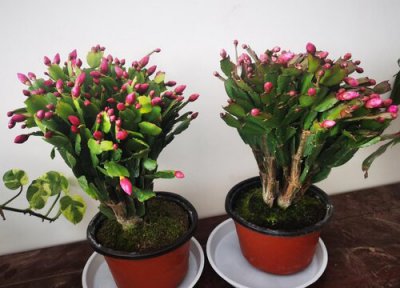 蟹爪兰开花以后的养护 蟹爪兰如何养护才不影响年底开花