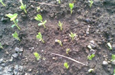 苦瓜出苗慢的原因是什么 苦瓜育苗时出苗率低怎么办