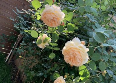 蔷薇会开花吗 属于开花植物