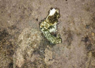 鹅粪做肥料 鹅粪可以做肥料吗