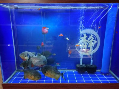 鱼缸长褐藻说明水质怎么样 鱼缸出现蛋白虫或者褐藻好吗