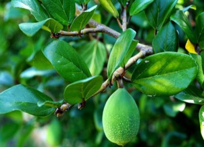 薜荔象征意义 薜荔象征着什么意义