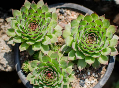 零下十度冻不死的多肉 最耐寒的多肉品种排名