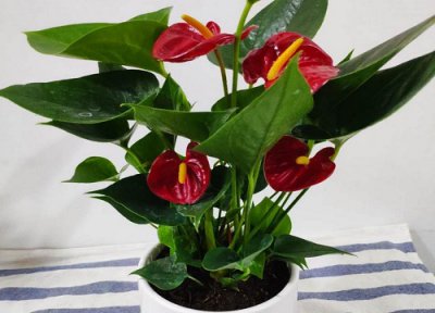 一帆风顺花能用啤酒水浇吗 一帆风顺花可以浇啤酒水吗