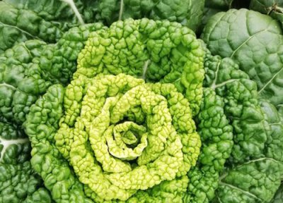 乌塌菜的种植方法和时间 适合的种植生长温度