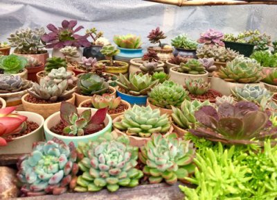 多肉夏天晒太阳 多肉怎么度夏安全