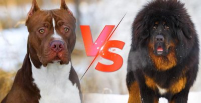 比特犬和藏獒哪个厉害 藏獒如果和比特犬打起来会赢吗