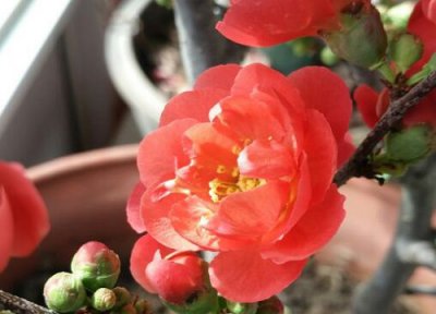 西府海棠什么时候开花 花期是几月