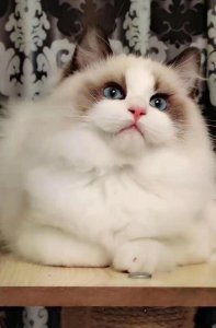 布偶是什么国家的猫咪品种 为什么养猫布偶需要慎重
