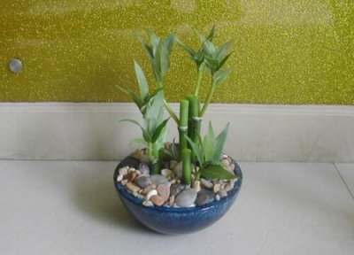 富贵竹叶子发黄怎么回事啊 富贵竹叶子总是发黄怎么解决