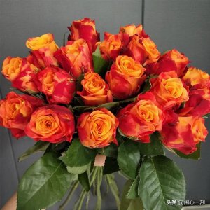 火焰月季优缺点 灌木切花火焰抗病耐热又好养好看