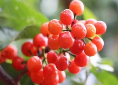 樱桃树细菌性穿孔的防治方法 细菌性穿孔用什么药