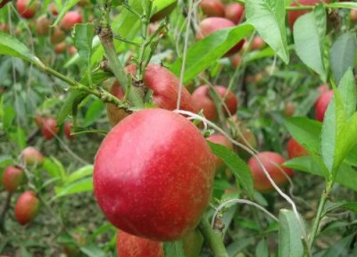 油桃是热带水果吗 油桃属于热带水果吗