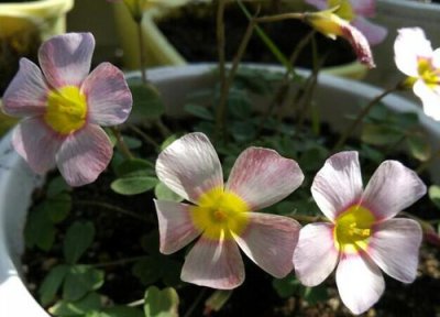酢浆草能浇啤酒水吗 酢浆草可以浇啤酒吗