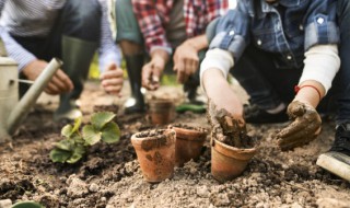 室外盆栽植物有哪些 适合室外盆栽的植物都有什么