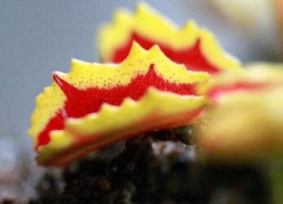 捕蝇草的养殖方法和注意事项 食蝇草应该怎么养