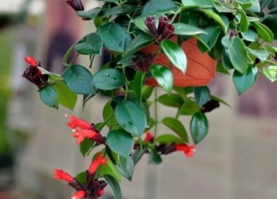 口红吊兰怎么开花 口红吊兰如何养护才能更好的开花