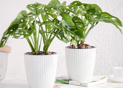 龟背竹的怎么样开背 龟背竹顺利开背的方法有哪些