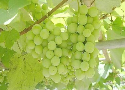 马奶提是热性还是凉性 马奶提属于热性还是凉性